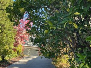 Lime tree on residential property in Walnut Creek, CA